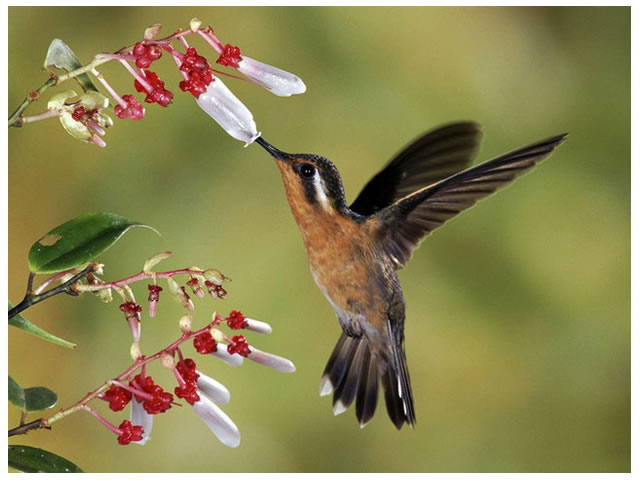 Beija-flor da Mata Atlântica em Peruíbe