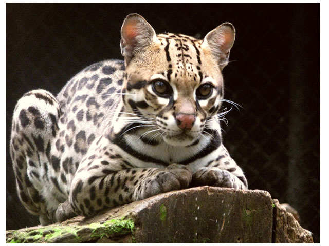 Jaguatirica na Juréia